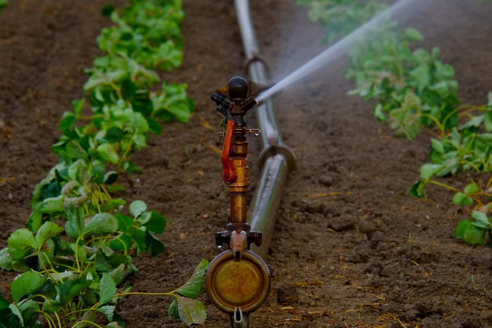découvrez notre analyse approfondie des avis sur dosatron pour l'irrigation. explorez les avantages, les inconvénients et les témoignages d'utilisateurs afin de faire un choix éclairé pour vos besoins en systèmes d'irrigation. idéal pour les agriculteurs et les jardiniers cherchant des solutions efficaces.