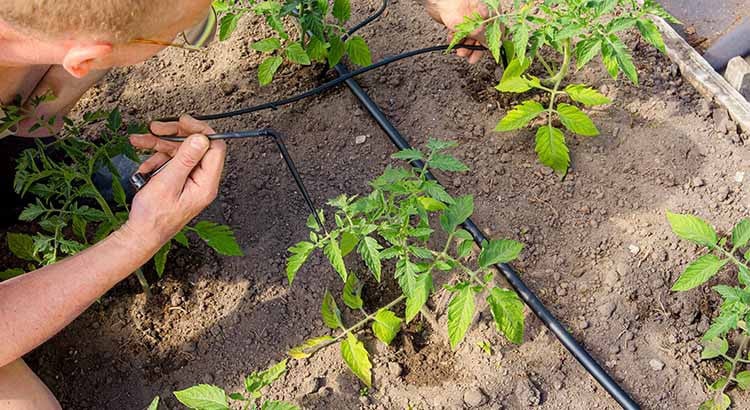 découvrez comment choisir le système de filtration idéal pour l'irrigation de votre potager. optimisez la santé de vos cultures en sélectionnant les meilleures techniques adaptées à vos besoins en eau.