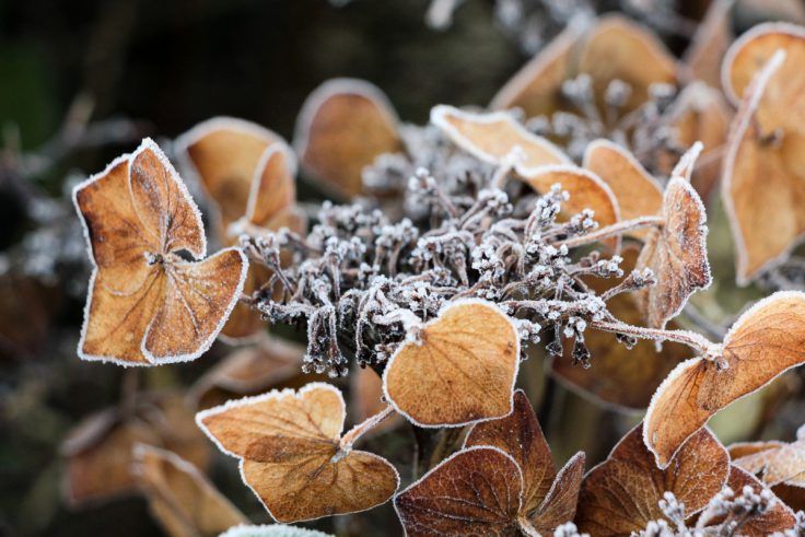 dĂ©couvrez nos astuces jardin d'hiver pour prendre soin de votre figuier, hortensia et chĂȘne. prĂ©parez votre jardin pour la saison froide et assurez une floraison Ă©clatante au printemps. des conseils pratiques pour prĂ©server vos plantes.