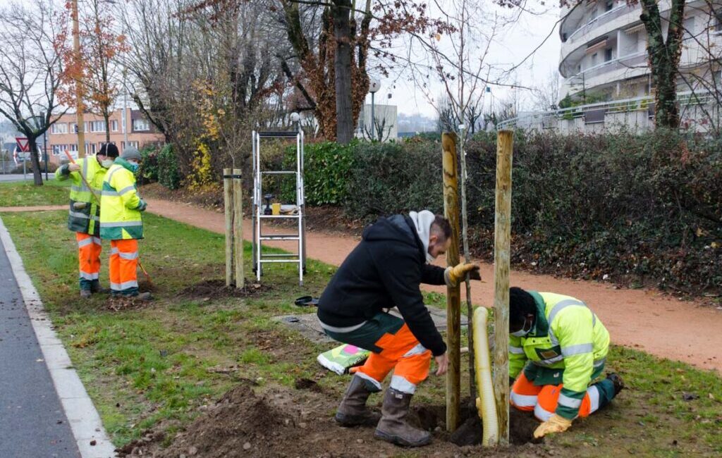 découvrez l'importance et les avantages de la plantation d'arbres pour l'environnement. apprenez les meilleures techniques et conseils pour réussir votre projet de reforestation et contribuer à la durabilité de notre planète.