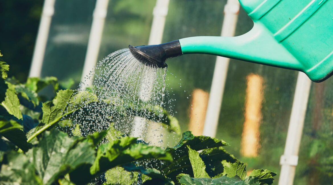 découvrez des conseils pratiques pour un arrosage efficace de vos plantes. optimisez l'humidité, préservez leur santé et faites-les prospérer grâce à des techniques adaptées à chaque type de végétal. apprenez à arroser intelligemment pour favoriser leur croissance optimale.