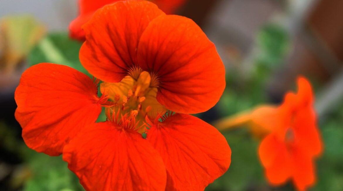 découvrez nos conseils pratiques pour un arrosage efficace de votre jardin en septembre. apprenez à optimiser l'hydratation de vos plantes durant cette période clé de transition entre l'été et l'automne.