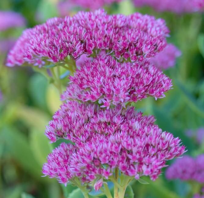 découvrez notre sélection de plantes sans arrosage, idéales pour embellir votre intérieur sans le souci de l'entretien fréquent. parfaites pour les jardiniers occupés, elles offrent une touche de verdure durable et élégante, en alliant esthétique et praticité.