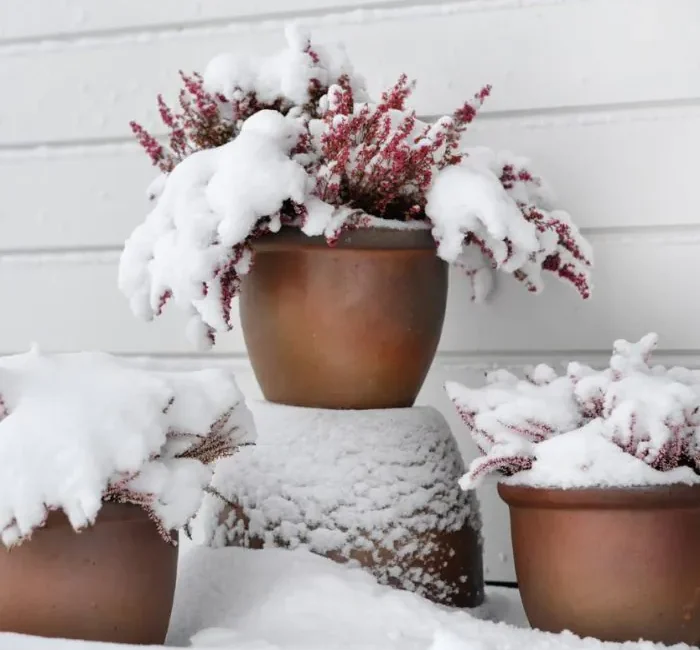 découvrez des conseils pratiques pour protéger vos pots de fleurs pendant l'hiver. apprenez à choisir les matériaux adéquats et les techniques efficaces pour garantir la santé de vos plantes face aux rigueurs du froid.