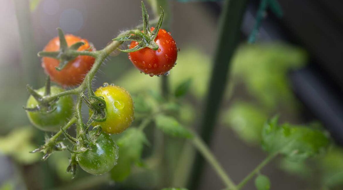 découvrez tout sur les tomates : explorez les différentes variétés, apprenez les techniques d'arrosage pour une culture optimale et maîtrisez les étapes de la récolte pour profiter pleinement de ce légume savoureux.