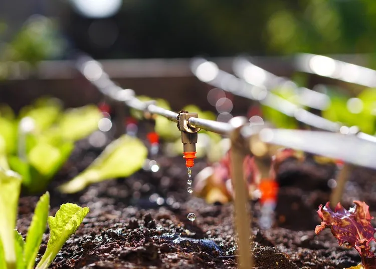 découvrez nos conseils pratiques pour un arrosage efficace durant la canicule. protégez vos plantes et jardins des effets de la chaleur extrême grâce à des astuces d'hydratation adaptées. gardez votre espace vert sublime même sous le soleil brûlant.