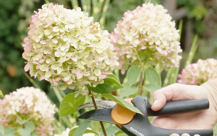 découvrez nos astuces pour entretenir votre jardin en hiver, spécialement pour le figuier, l'hortensia et le chêne. protégez vos plantes des rigueurs de la saison froide et assurez leur floraison au printemps.