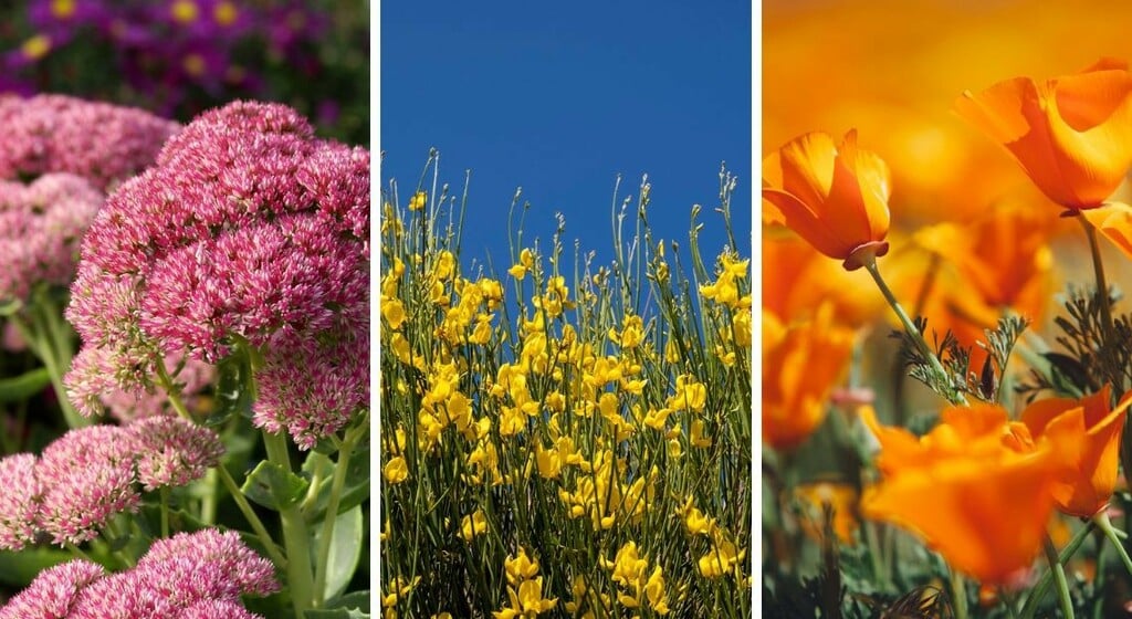 découvrez notre sélection de plantes sans arrosage, idéales pour les amateurs de jardinage en quête de simplicité. apprenez à cultiver des espèces résistantes à la sécheresse qui embelliront votre intérieur ou votre extérieur sans nécessiter d'entretien régulier.