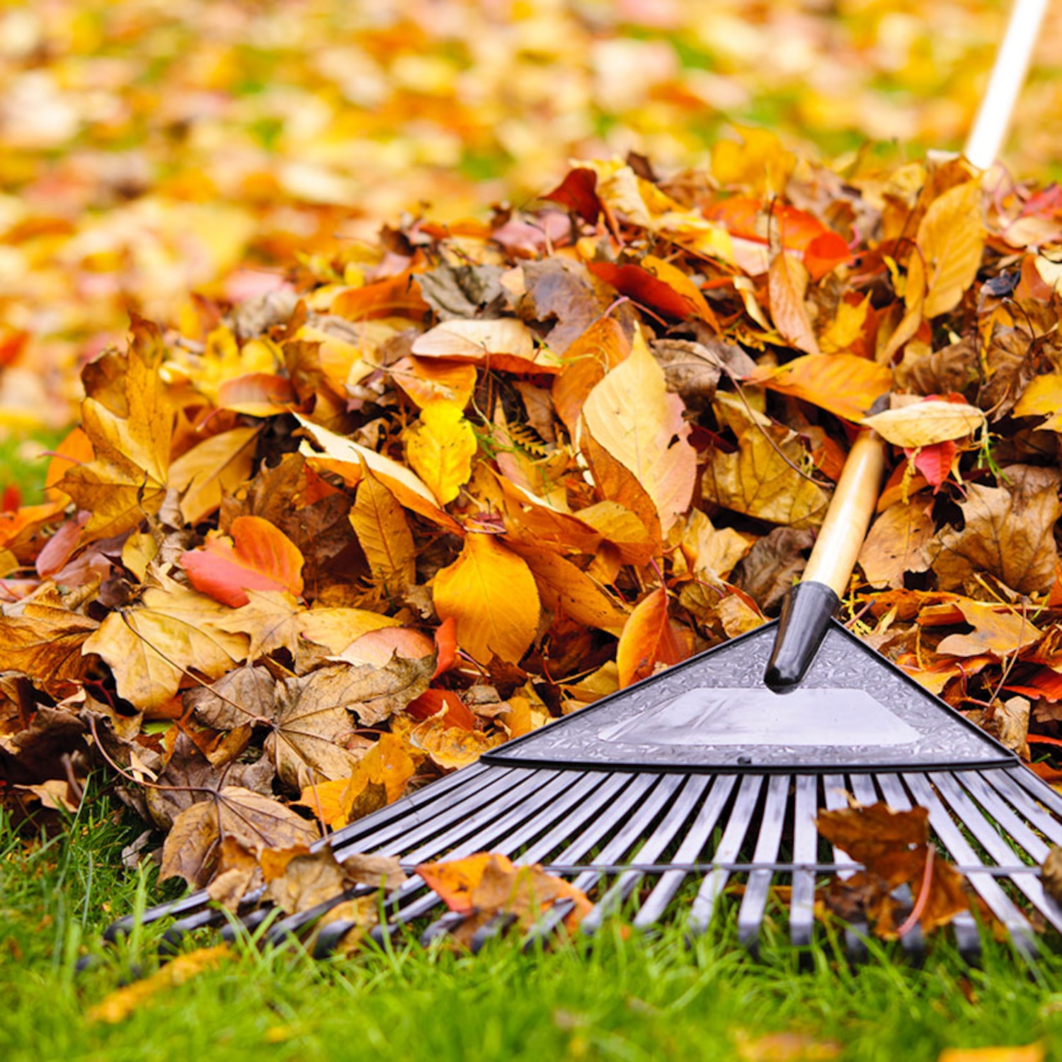 découvrez nos conseils pratiques pour préparer votre jardin pour l'hiver. apprenez à protéger vos plantes, à enrichir votre sol et à organiser votre espace extérieur pour qu'il reste en santé pendant la saison froide. transformez votre jardin en un refuge hivernal luxuriant!