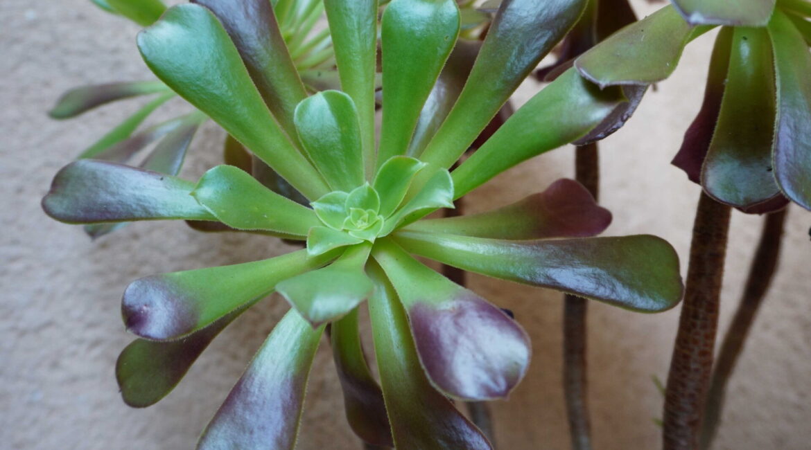 découvrez comment arroser vos plantes en hiver pour assurer leur survie et leur santé. apprenez les meilleures techniques d'arrosage adaptées aux conditions hivernales et évitez les erreurs courantes pour garder vos plantes en pleine forme.