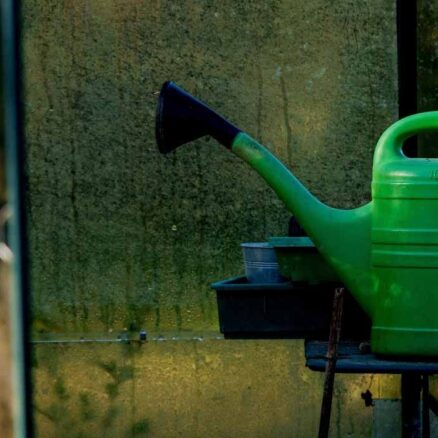 découvrez toutes les astuces et conseils pour un arrosage hivernal efficace. protégez vos plantes du froid tout en assurant leur hydratation durant les mois d'hiver. informez-vous sur les meilleures pratiques d'arrosage, les fréquences à adopter, et les erreurs à éviter pour garantir la santé de votre jardin pendant la saison froide.