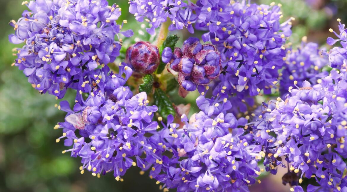 découvrez les fleurs sans arrosage idéales pour embellir votre jardin sans effort. profitez de la beauté de la nature tout en réduisant votre consommation d'eau. parfaites pour les zones sèches, ces plantes résilientes vous garantiront un espace extérieur éblouissant et facile à entretenir.