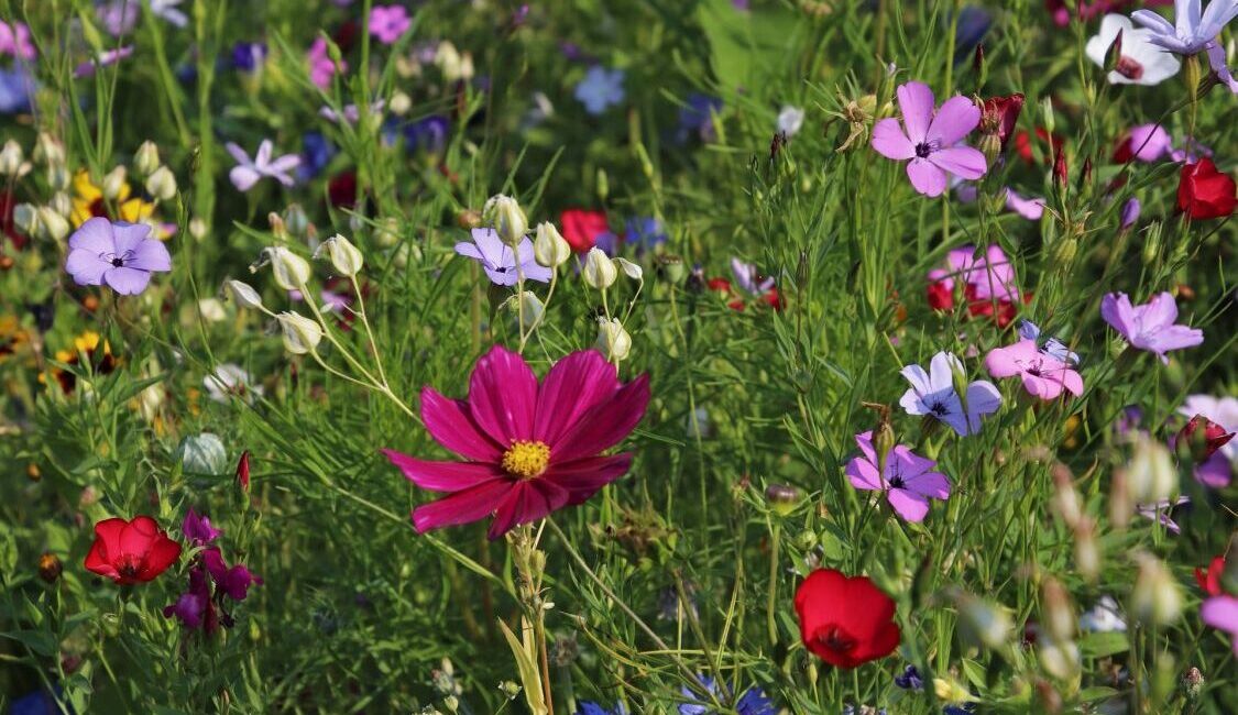 découvrez nos conseils pratiques pour l'arrosage de votre jardin en octobre. préparez vos plantations pour l'hiver tout en assurant une bonne santé à vos plantes avec des techniques adaptées à la saison.