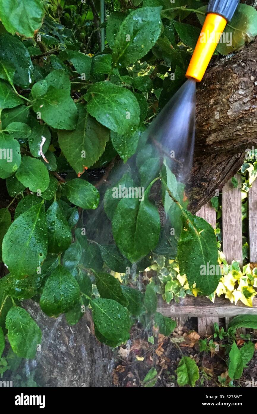 découvrez des conseils pratiques pour un arrosage efficace de votre jardin durant l'été. assurez une croissance optimale de vos plantes tout en économisant de l'eau grâce à nos astuces adaptées aux chaleurs estivales.