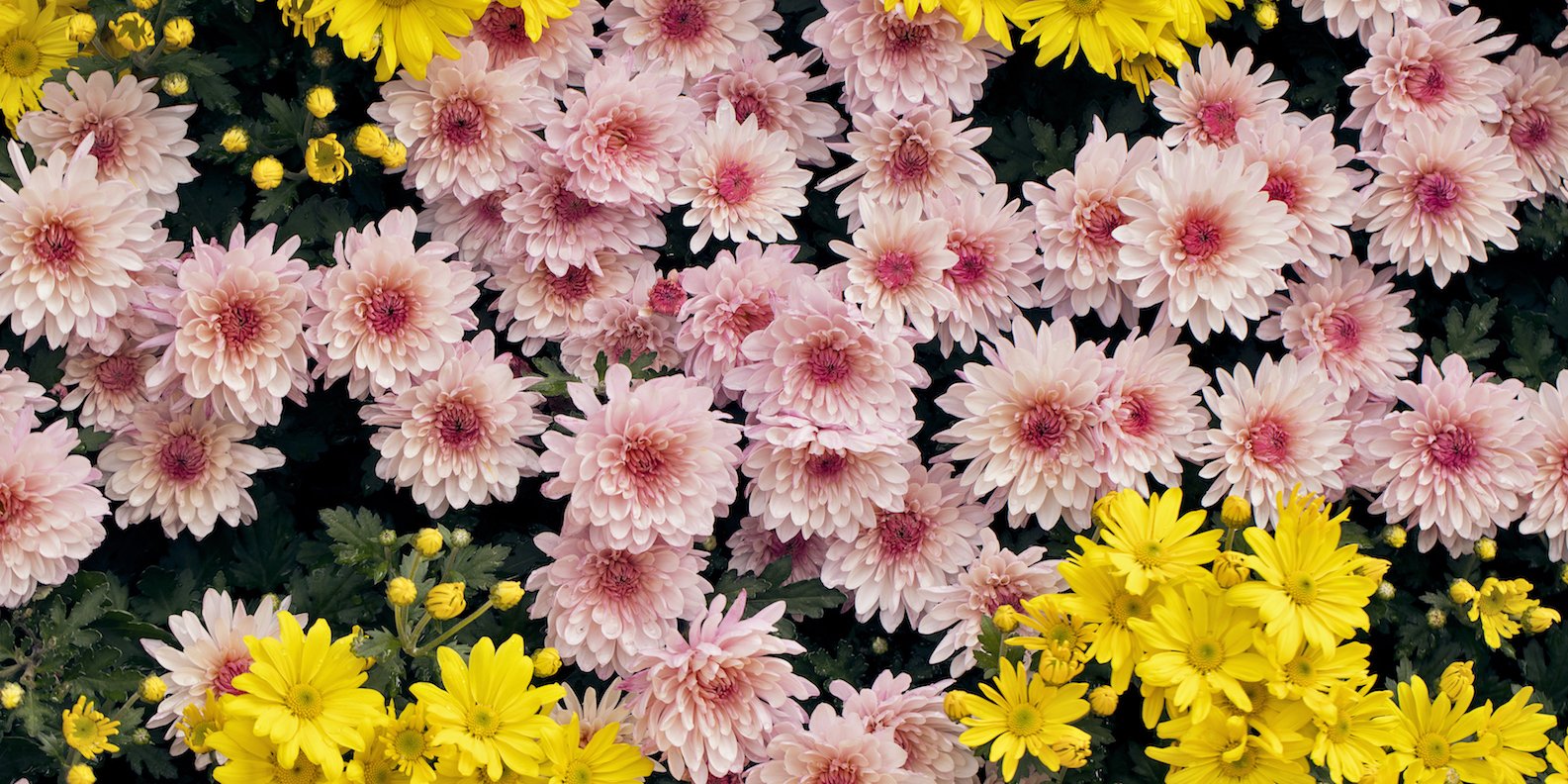 découvrez nos conseils pratiques pour l'arrosage de votre jardin en octobre. assurez la santé de vos plantes en adaptant vos techniques d'arrosage aux besoins saisonniers.