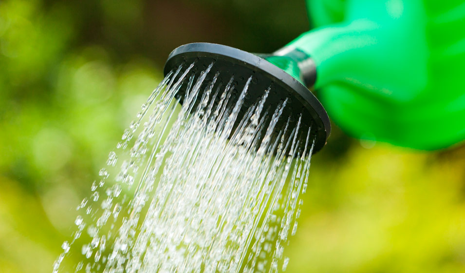 découvrez nos conseils pratiques pour arroser vos plantes en hiver. apprenez les techniques adaptées pour maintenir la santé de vos plantes pendant la saison froide, tout en évitant les excès d'eau et le gel.