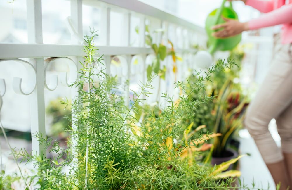 découvrez l'importance de l'arrosage matinal des plantes pour garantir leur santé et leur croissance. apprenez les astuces pour bien arroser vos végétaux dès le matin et maximiser leur absorption d'eau.