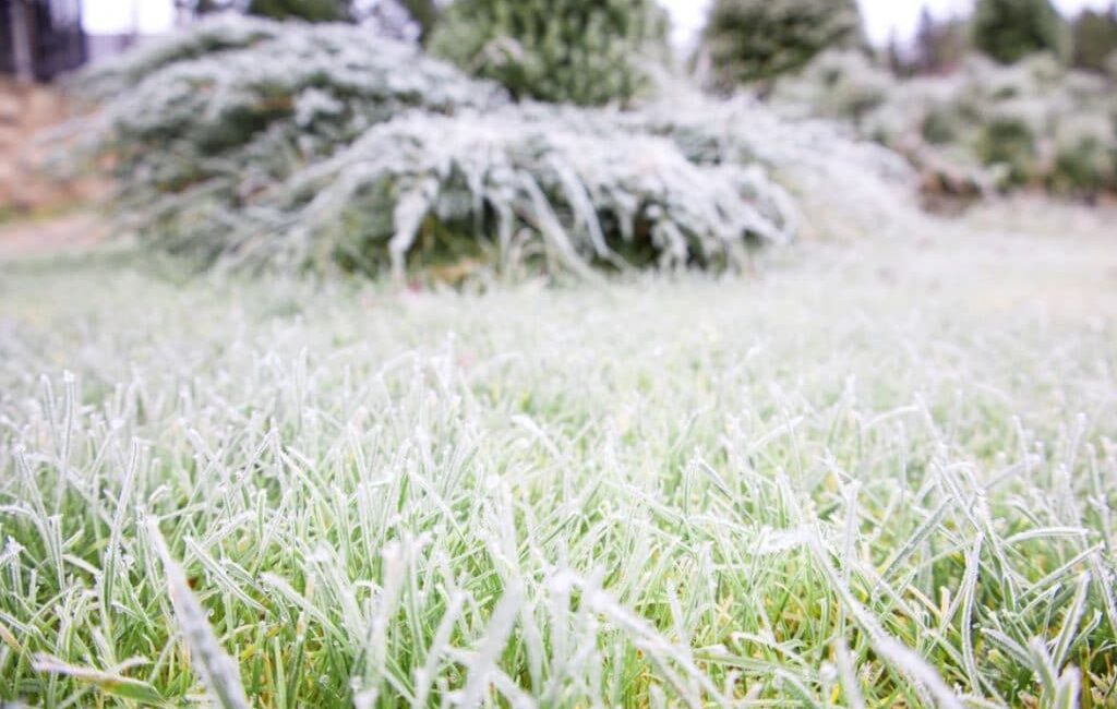 découvrez les erreurs courantes à éviter dans votre jardin en janvier en occitanie. apprenez à optimiser vos cultures et maintenir un jardin florissant malgré le froid de l'hiver.