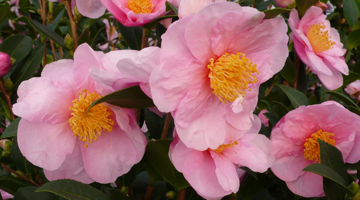 découvrez nos conseils sur l'arrosage des camélias en septembre, afin de garantir leur épanouissement et leur floraison. apprenez les meilleures pratiques pour profiter d'une belle saison automnale avec des camélias resplendissants.
