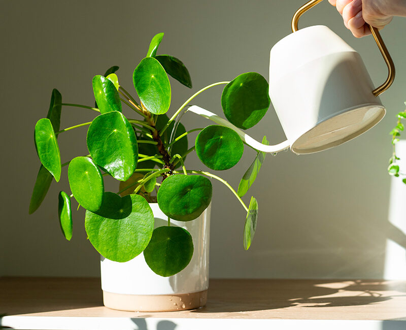 découvrez nos conseils essentiels pour prendre soin de vos plantes d'intérieur ! apprenez à les entretenir, à choisir les meilleures variétés et à créer un environnement sain pour favoriser leur croissance.