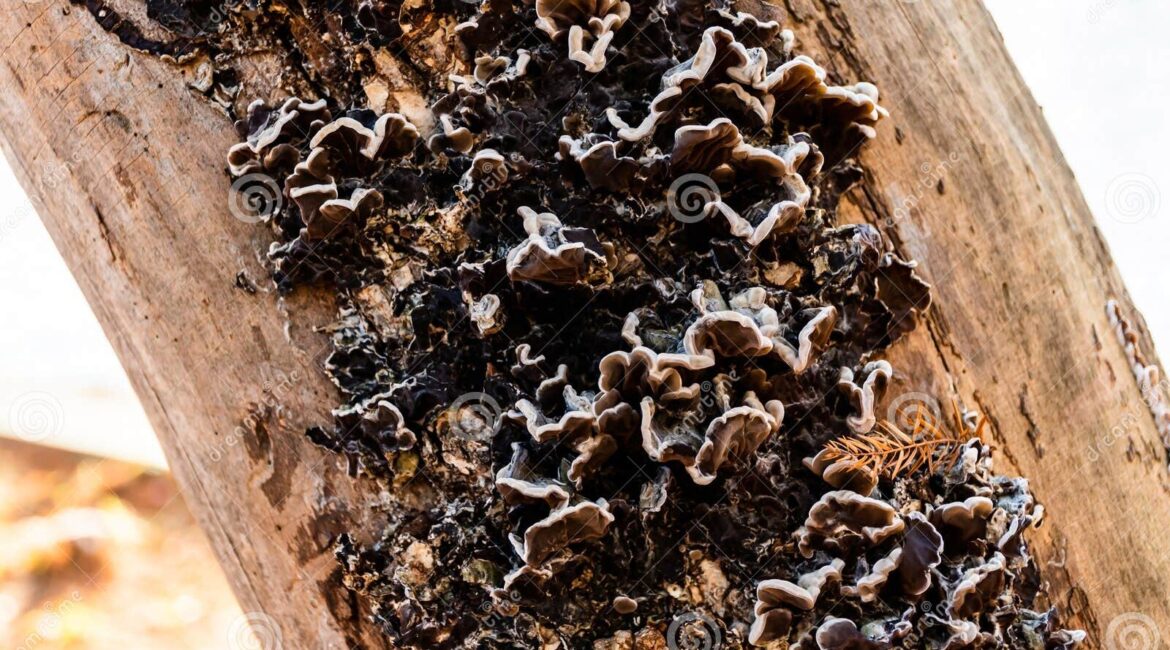 découvrez le jardin éponge, une méthode innovante pour retenir l'eau et nourrir vos plantes de manière durable. apprenez à créer un espace verdoyant tout en préservant les ressources naturelles.