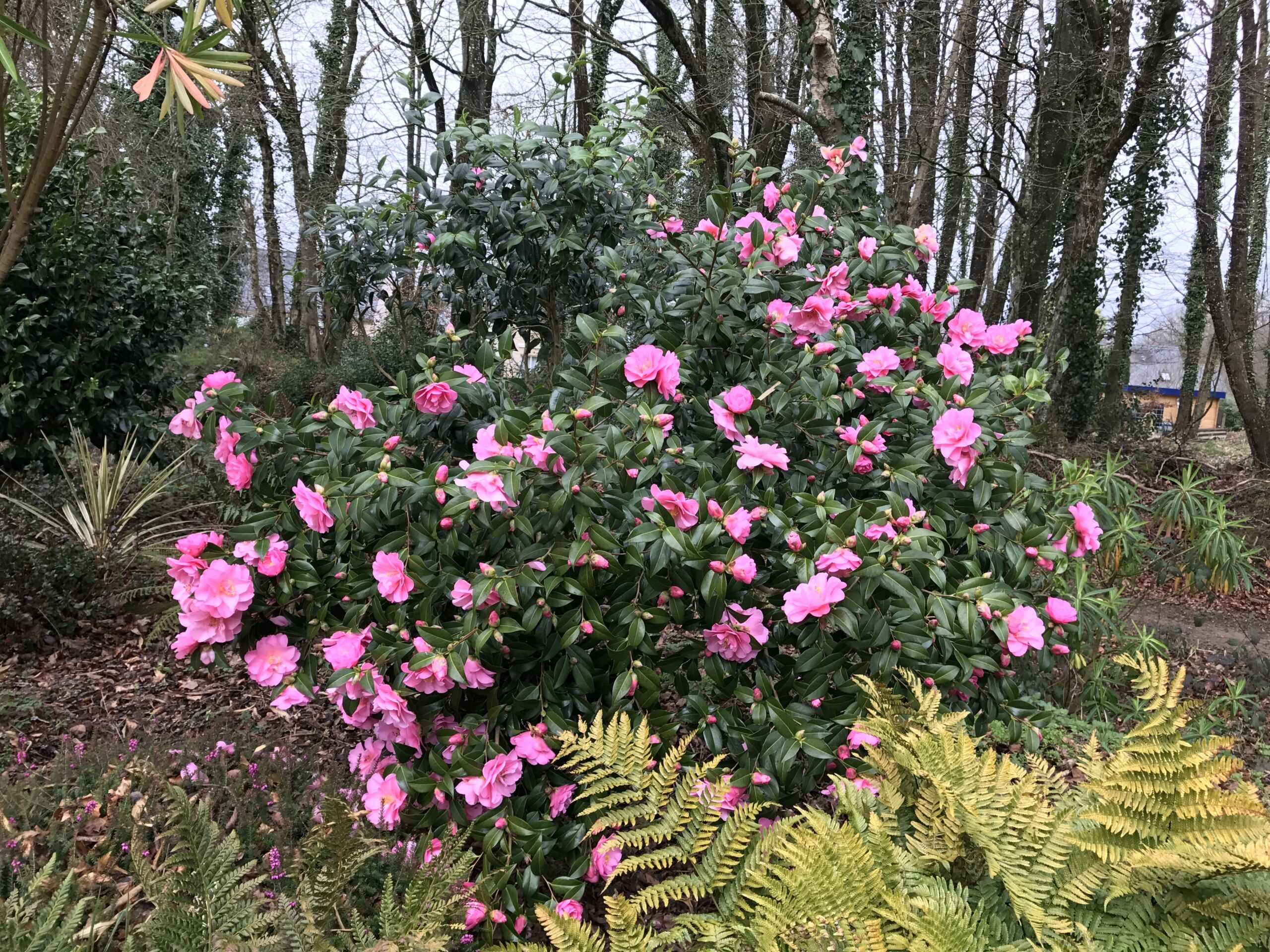découvrez nos conseils pour un arrosage optimal des camélias en septembre. assurez une floraison généreuse et un feuillage éclatant grâce à des techniques adaptées aux besoins spécifiques de cette plante délicate durant la fin de l'été.
