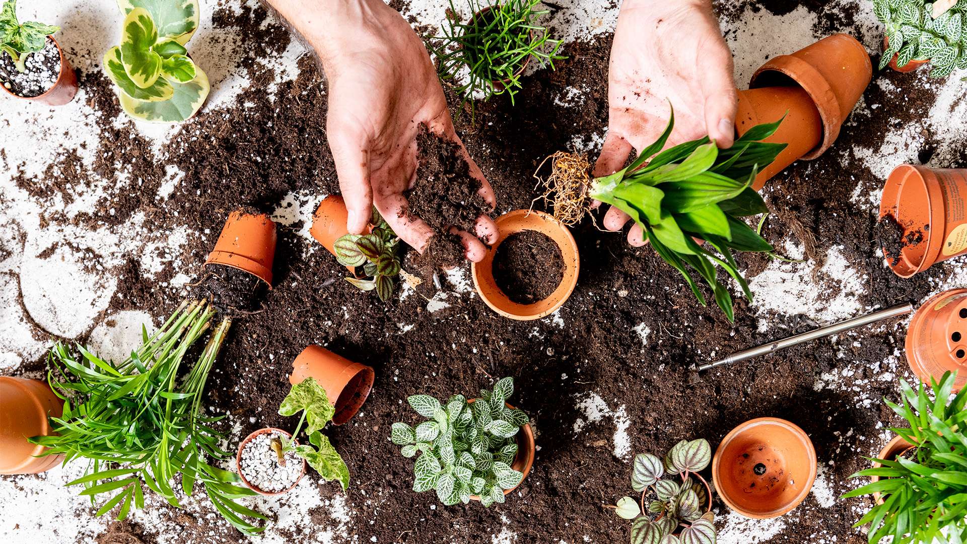 découvrez nos conseils pratiques pour le soin des plantes d'intérieur. apprenez à choisir les meilleures espèces, à les entretenir et à créer un environnement propice à leur croissance. transformez votre espace avec des plantes luxuriantes et en pleine santé!