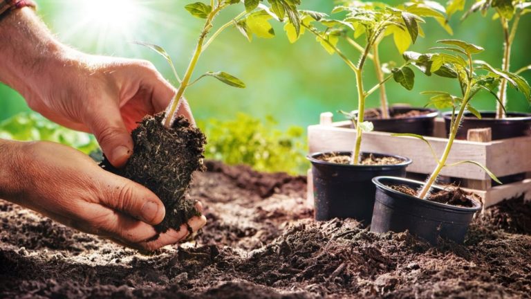 découvrez les erreurs à éviter dans votre jardin en février pour assurer une floraison éclatante au printemps. suivez nos conseils pratiques et prolongez la beauté de votre espace vert tout au long de l'année.