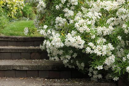 découvrez notre sélection d'arbustes sans arrosage, idéaux pour un jardin écoresponsable. ces plantes résistantes embellissent votre espace extérieur tout en nécessitant peu d'entretien. parfaites pour les régions sèches, elles apportent couleur et texture sans compromettre l'efficacité de l'eau.