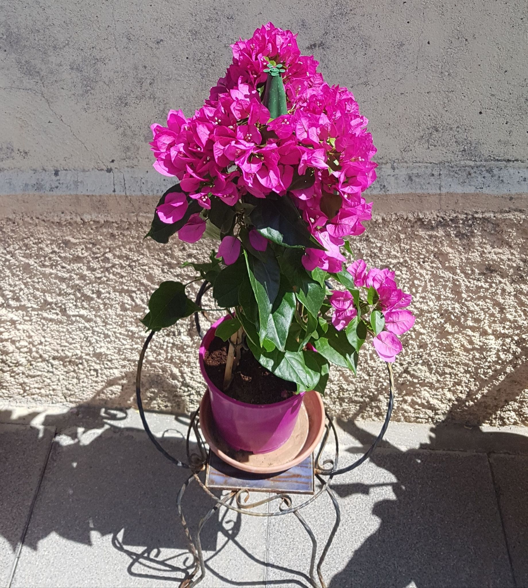 découvrez les bougainvilliers en fleurs en mars, une explosion de couleurs vibrantes dans vos jardins. apprenez les meilleures astuces pour entretenir ces magnifiques plantes et profiter pleinement de leur beauté au printemps.