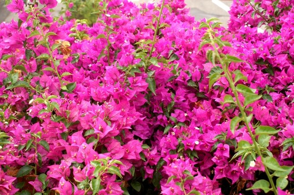 découvrez les magnifiques bougainvilliers en mars, période idéale pour admirer leur floraison éclatante. apprenez des conseils pour cultiver et entretenir ces plantes colorées dans votre jardin et apportez une touche exotique à votre extérieur.