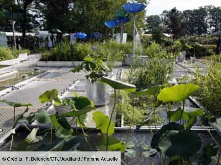 découvrez des astuces efficaces pour économiser l'eau dans votre jardin tout en préservant la santé de vos plantes. apprenez comment optimiser l'irrigation, choisir des plantes adaptées et mettre en place des systèmes de collecte d'eau de pluie pour un jardin durable et éco-responsable.