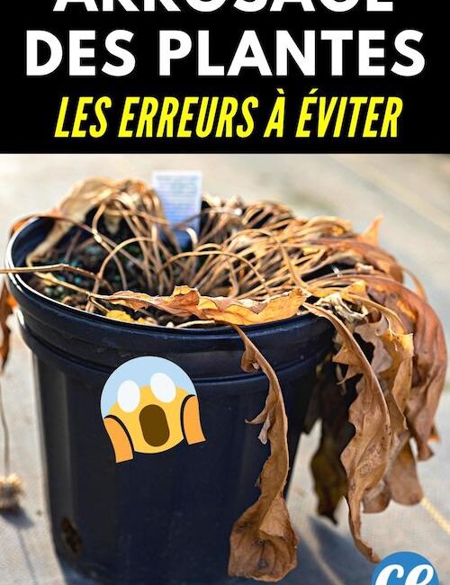 découvrez les erreurs courantes à éviter lors de l'arrosage de votre jardin. apprenez à irriguer vos plantes de manière efficace pour favoriser leur croissance et éviter le gaspillage d'eau.