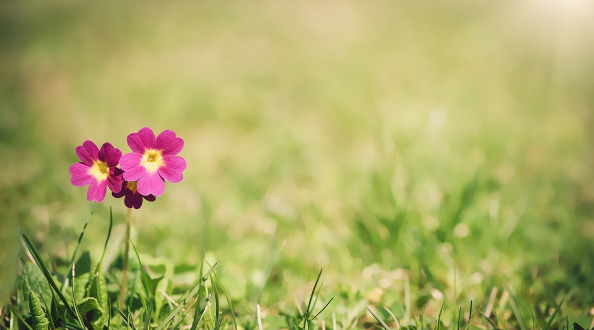 découvrez nos meilleures astuces pour un jardin florissant au printemps. des conseils sur les plantes à choisir, l'entretien du sol et les techniques d'arrosage pour profiter d'un espace vert épanouissant.
