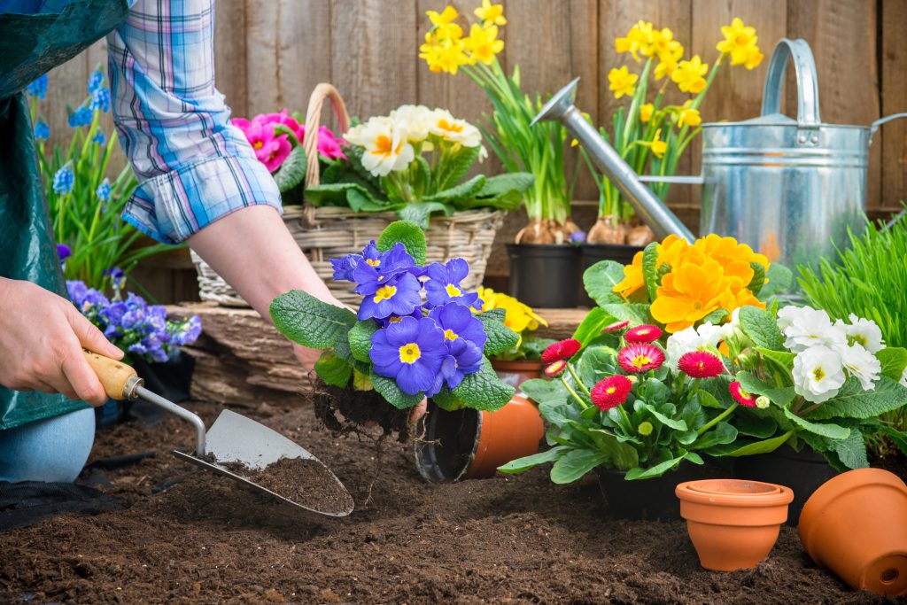 découvrez des conseils pratiques pour embellir votre jardin au printemps. apprenez comment choisir les bonnes plantes, entretenir votre terre et créer un espace verdoyant qui fleurit de manière spectaculaire. transformez votre jardin en un oasis printanier grâce à nos astuces et idées inspirantes.