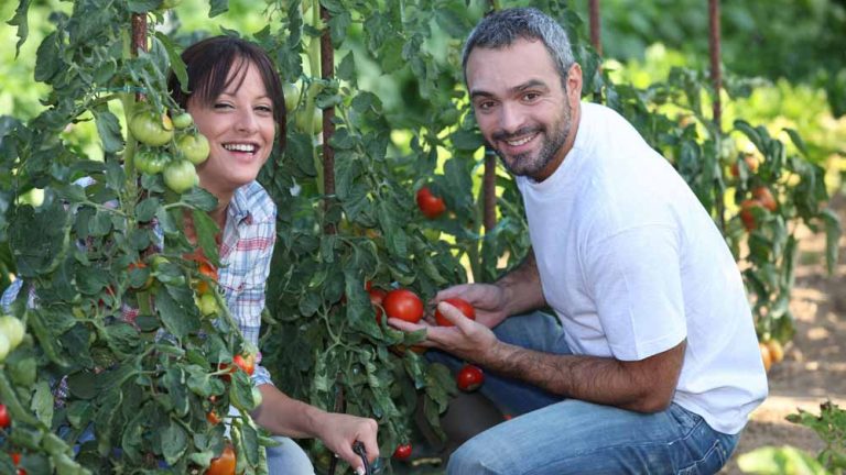 découvrez des astuces et conseils pratiques pour un jardinage économique qui respectent votre budget. transformez votre jardin en un espace florissant tout en économisant sur les coûts. apprenez à cultiver des plantes, à recycler et à utiliser des techniques durables pour un jardin épanouissant et abordable.