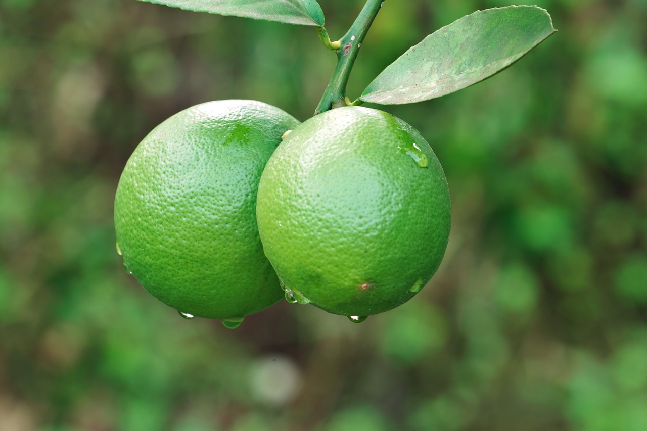 découvrez comment le jardinage peut améliorer votre santé physique et mentale. apprenez des astuces pour cultiver votre jardin tout en bénéficiant des bienfaits du plein air, de l'exercice et de l'engagement avec la nature.