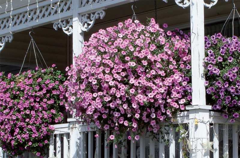 découvrez les meilleures plantes pour embellir votre balcon ensoleillé ! choisissez parmi une sélection de fleurs colorées et de plantes aromatiques qui s'épanouissent au soleil, apportant fraîcheur et charme à votre espace extérieur.