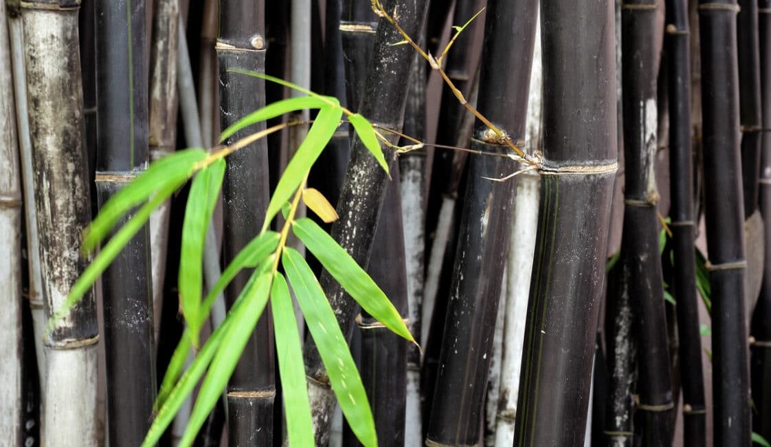 découvrez comment embellir votre jardin cet été avec des plantes colorées qui apportent allure et vitalité. transformez votre espace extérieur en un véritable paradis floral grâce à notre guide sur les meilleures variétés à planter.