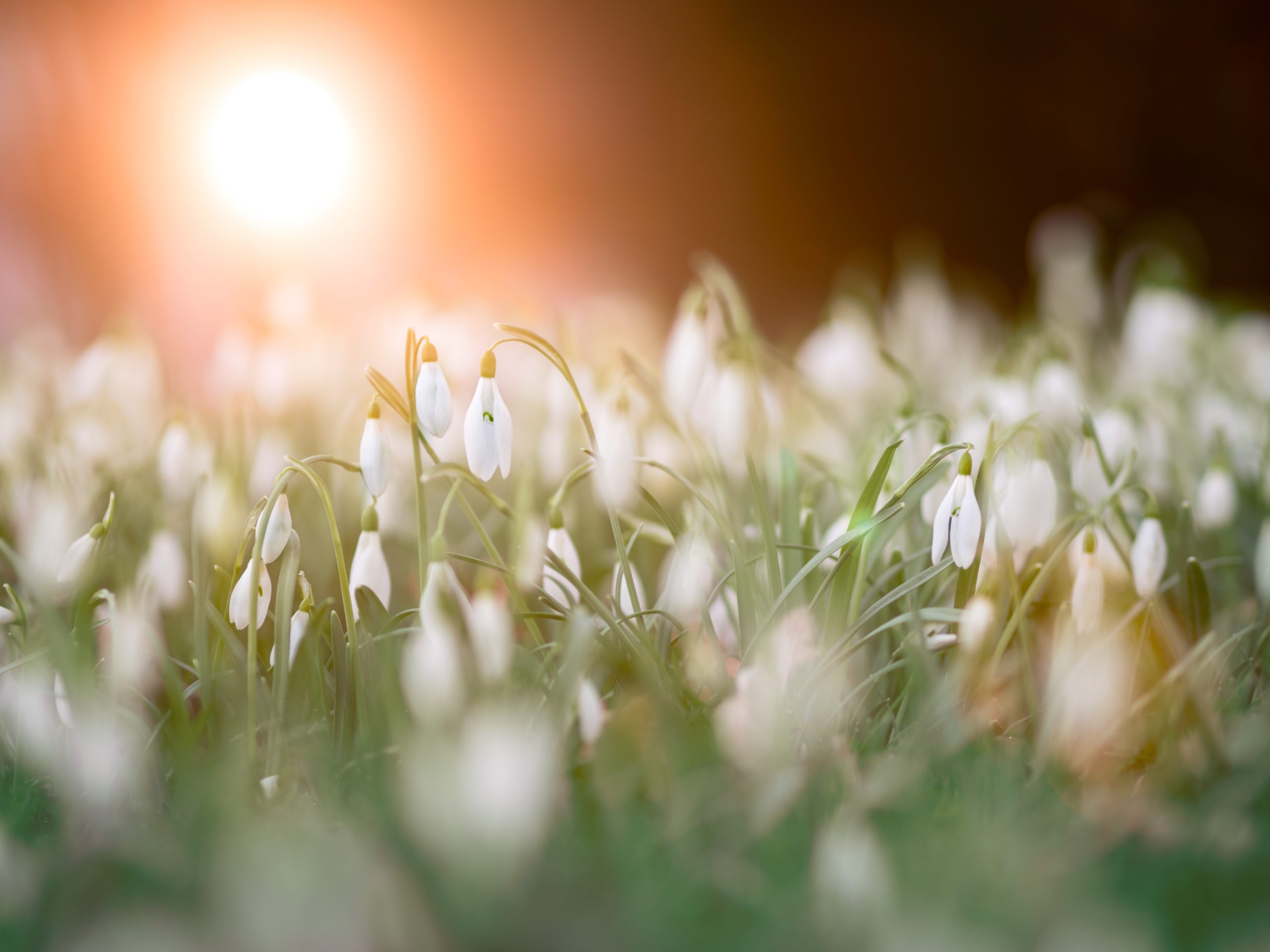 découvrez comment préparer et entretenir votre potager au mois de mars. conseils de semis, choix des légumes de saison et astuces pour un jardin florissant. préparez-vous à cultiver des récoltes savoureuses dès le printemps !