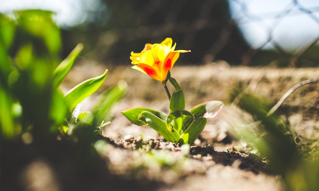 découvrez des astuces et conseils pratiques pour revitaliser votre jardin au printemps et en été. apprenez à choisir les bonnes plantes, entretenir votre espace extérieur et créer un oasis de verdure éclatante qui fleurit en pleine saison.