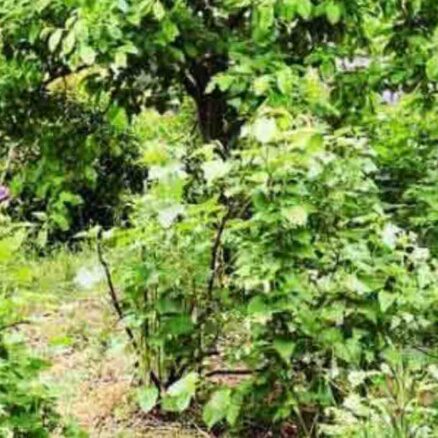 découvrez les erreurs courantes à éviter dans votre jardin pour assurer une croissance optimale de vos plantes et créer un espace extérieur harmonieux. apprenez des conseils pratiques pour jardiner efficacement.