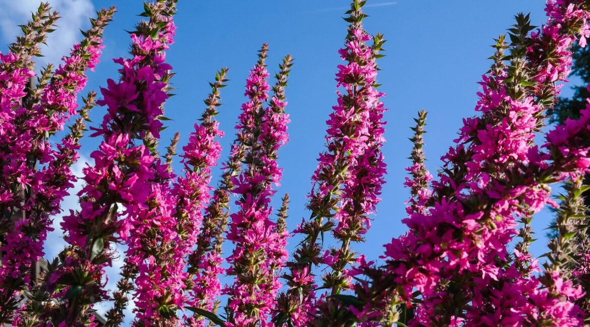 découvrez les erreurs courantes à éviter dans votre jardin pour assurer une croissance saine et abondante de vos plantes. apprenez à améliorer vos compétences en jardinage et à créer un espace verdoyant sans faux pas.