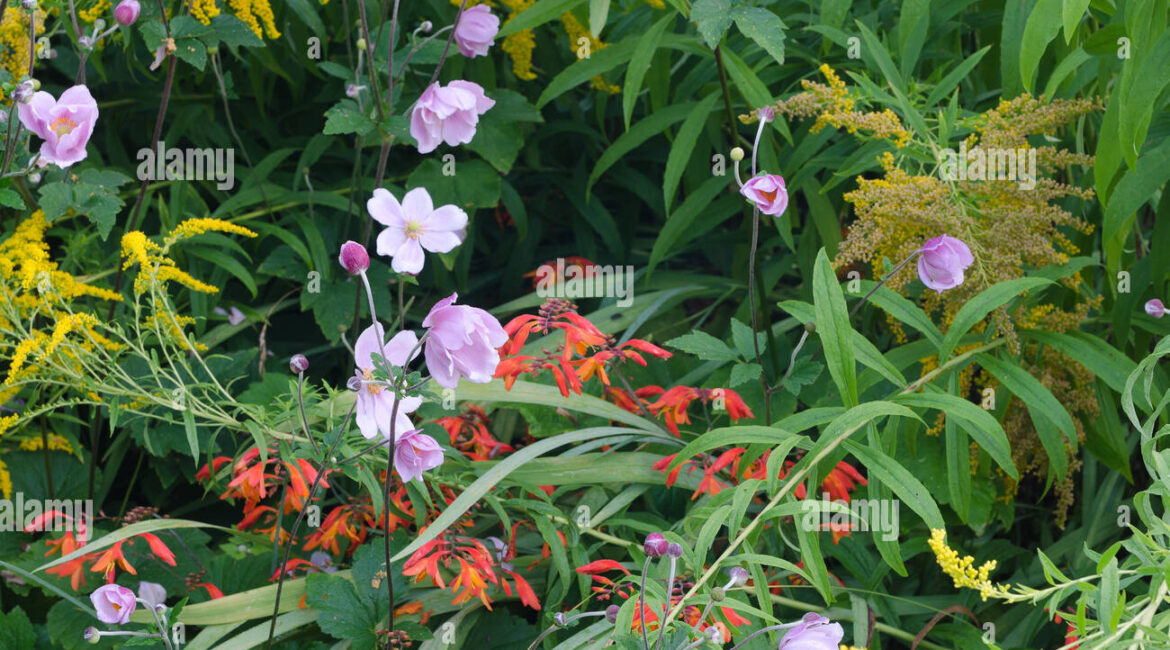 découvrez les défis auxquels fait face la fleur emblématique, un symbole de la biodiversité menacé par les changements climatiques et l'urbanisation. explorez son importance écologique et les efforts pour sa préservation.