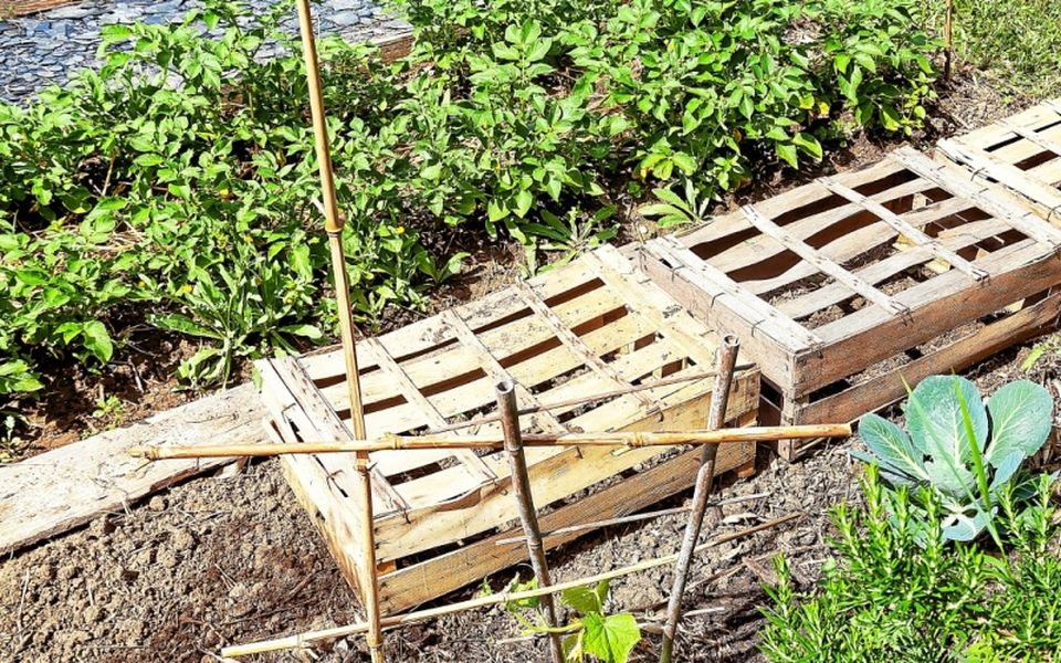 découvrez des astuces pratiques pour préserver votre jardin lors des canicules. apprenez à protéger vos plantes de la chaleur intense et à maintenir un environnement sain et florissant même sous un soleil écrasant.