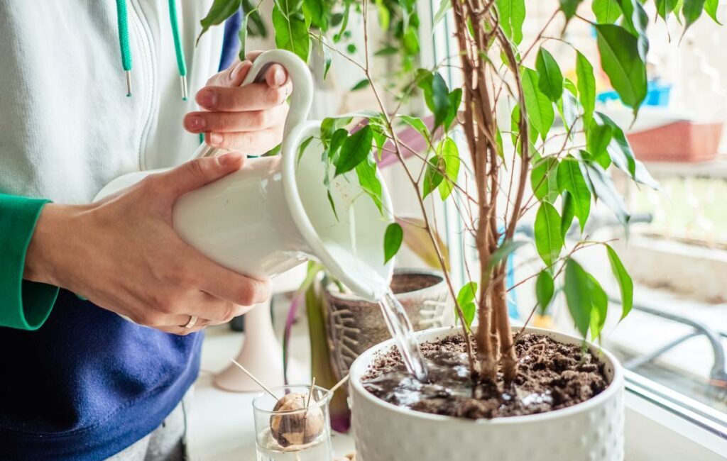 découvrez des méthodes d'arrosage astucieuses pour optimiser l'entretien de votre jardin. apprenez à gérer efficacement l'eau pour des plantes éclatantes, tout en réduisant votre consommation.
