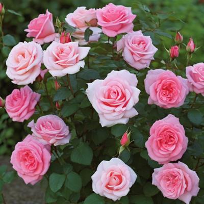 découvrez les techniques d'arrosage essentielles pour maintenir vos massifs floraux en pleine santé. apprenez à optimiser l'humidité du sol et à choisir les bonnes méthodes d'irrigation pour favoriser la croissance de vos plantes.