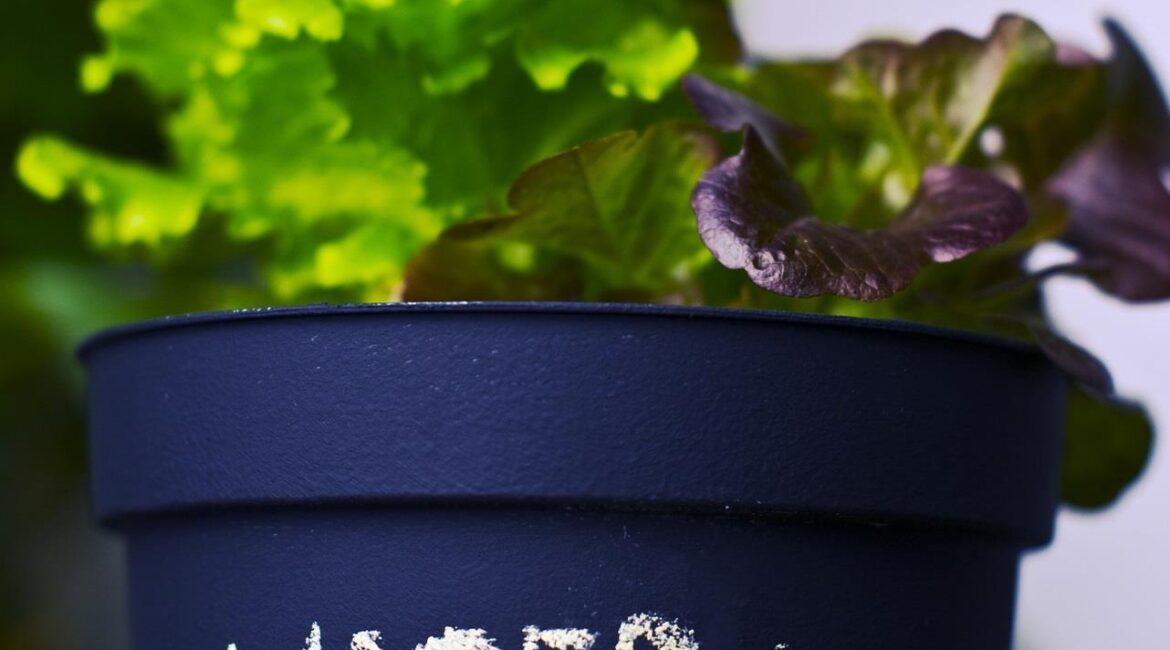 découvrez nos conseils et astuces pour l'arrosage de vos plantes. apprenez à optimiser l'hydratation de vos végétaux, à choisir les bonnes techniques d'arrosage et à éviter les erreurs courantes pour garantir leur épanouissement.