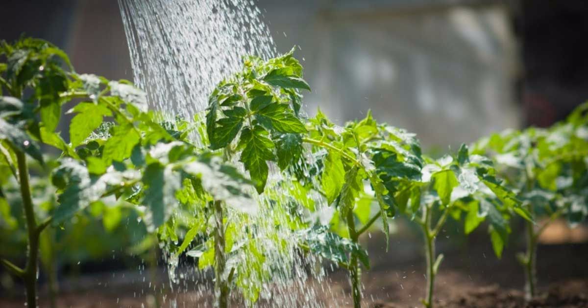 découvrez nos conseils de jardinage de qualité médiocre qui vous aideront à éviter les erreurs courantes et à gérer votre jardin de manière basique. idéal pour les jardiniers débutants ou ceux cherchant des astuces simples.