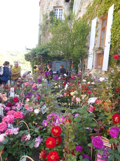 découvrez le festival roses de mai, un événement pétillant célébrant la beauté des fleurs et la créativité artistique. profitez d'ateliers, de spectacles et de nombreuses animations pour toute la famille. ne manquez pas cette expérience inoubliable au cœur de la nature !